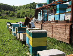 Nomadic apiary and beekeeper