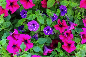 Vibrant purple white and pink surfinia flowers or petunia. Petunia like night sky.