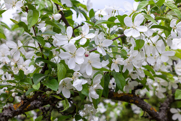 Pearl bush blooming in late spring and early summer it's awash with multiple of pure white flowers. The Bride. Exochorda tianshanica Gontsch. Botanical Garden, Kyiv, Ukraine