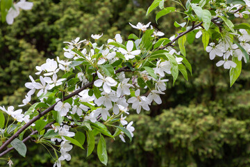 Pearl bush blooming in late spring and early summer it's awash with multiple of pure white flowers. The Bride. Exochorda tianshanica Gontsch. Botanical Garden, Kyiv, Ukraine
