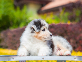 Australian Shepherd blue marble puppy in the park	
