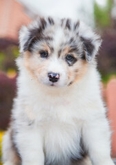 Australian Shepherd blue marble puppy in the park	
