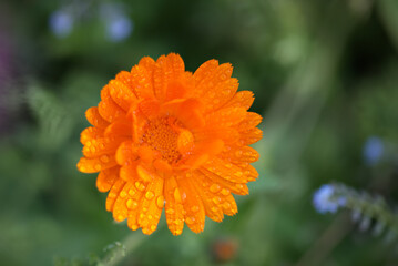 Orange flower in the garden, top view, macro with dew