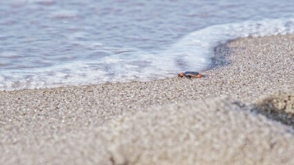 Helpless Beetle Bug Sitting on Beach Sand Washed Out by Water Sea Wave