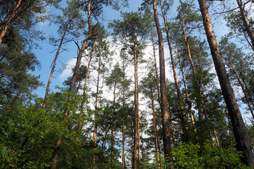 tall coniferous pine trees in the forest.  against the background of the sky.  bottom view .  forest on a summer day
