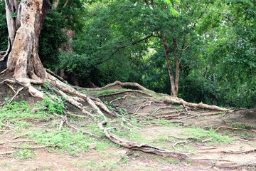 old historic angkor wat temple cambodia phnom penh siem reap
