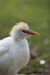 
Egyptian heron, bird in the park
