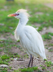 Fototapeta premium Egyptian heron, bird in the park
