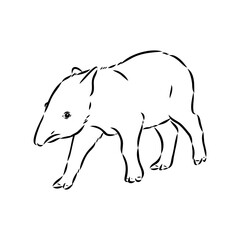 Tapir animal sketch engraving vector illustration. Scratch board style imitation. Hand drawn image.