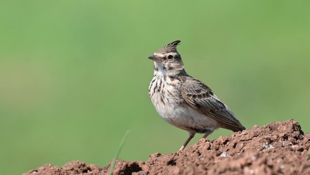 Common crested lark in the wild. Galerida cristata.