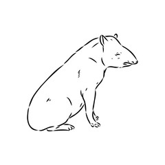 Fototapeta premium Tapir animal sketch engraving vector illustration. Scratch board style imitation. Hand drawn image.