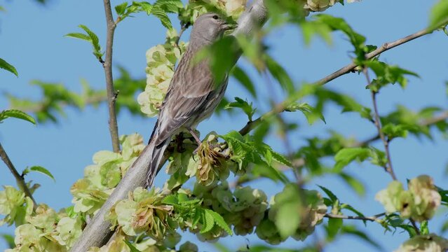 Common linnet Linaria cannabina in the wild. The linnet bird sits on a branch, and eating.