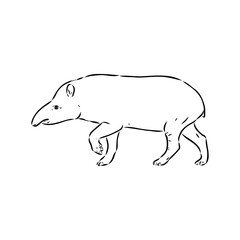Tapir animal sketch engraving vector illustration. Scratch board style imitation. Hand drawn image.