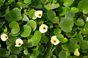 Hydrocleys nymphoides water plant (Water Poppy)