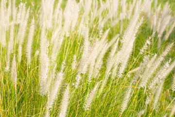 Fountain grass or pennisetum alopecuroides