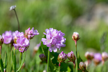 Close up of thrift (armeria maritima) flowers in bloom