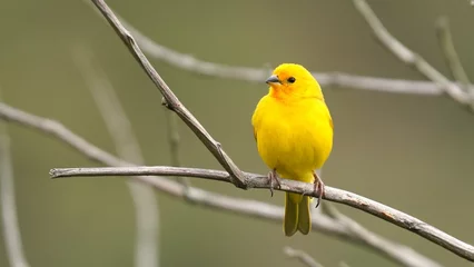 Fotobehang canario salvaje © anderson