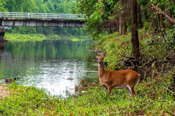Whitetail Deer along the riverbank and forest