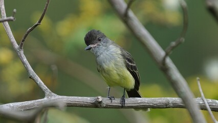 Obraz premium copeton apical