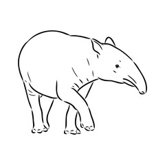 Tapir animal sketch engraving vector illustration. Scratch board style imitation. Hand drawn image.