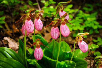 Pink Lady Slipper wild orchids blooming in Blue Ridge Mountains