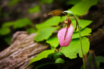 Pink Lady Slipper wild orchids blooming in Blue Ridge Mountains