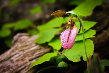 Pink Lady Slipper wild orchids blooming in Blue Ridge Mountains © Mark Eichenberger