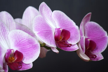 Fototapeta na wymiar Nahaufnahme Orchidee 