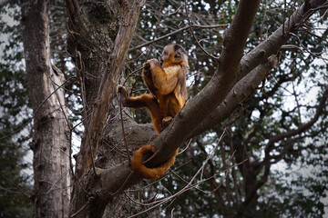 Mono sentado en árbol comiendo en altura