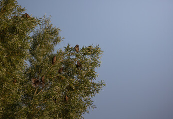 Brown throttles sitting on a tree in golden light from the right