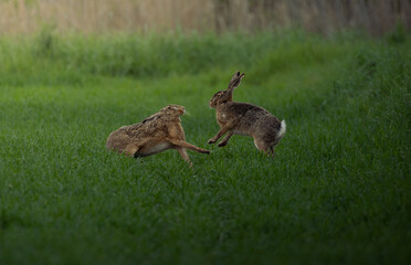 Two fighting rabbits on green grass