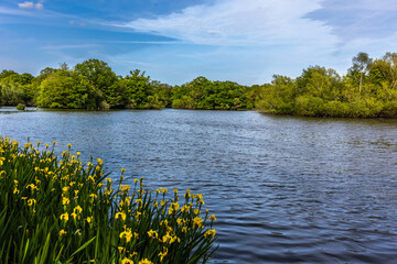 Connaught Water is one of the most popular lakes to walk around in Epping Forest, largely because of its wildlife and close proximity to Chingford.