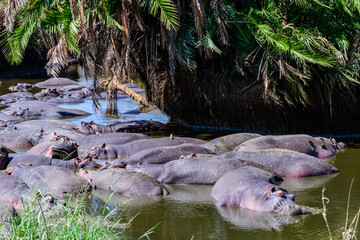 Naklejka na ściany i meble Hippos (hippopotamus amphibius) in pond at the Serengeti national park, Tanzania. Wildlife photo