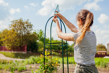 Young woman gardener assembles metal obelisk for climbing rose support in spring garden. Installing...