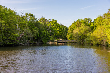 Connaught Water is one of the most popular lakes to walk around in Epping Forest, largely because of its wildlife and close proximity to Chingford.