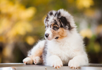 Australian Shepherd blue marble puppy in the park