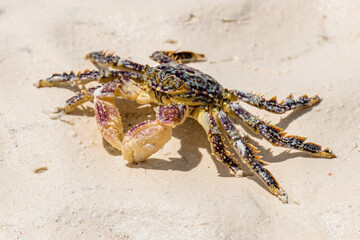 Sea crab on a sand at beach