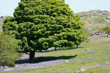 Carpet of wild bluebell flowers (Hyacinthoides non-scripta) at Emsworthy Mire in Dartmoor National Park, Devon, England