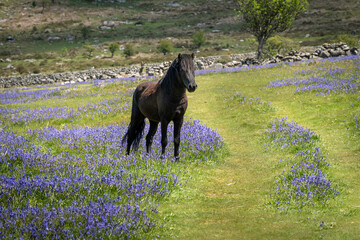Fototapeta na wymiar Black, male Dartmoor Pony surrounded by bluebells in May, near Saddle Tor in Dartmoor National Park, Devon, UK