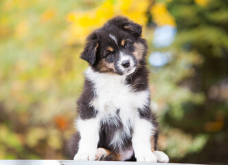 Australian Shepherd tricolor puppy in the park