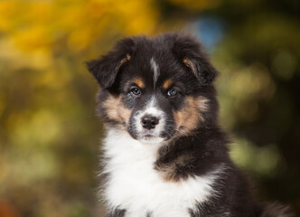 Australian Shepherd tricolor puppy in the park	