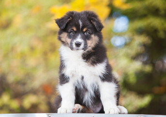 Australian Shepherd tricolor puppy in the park	
