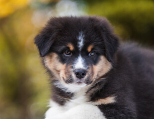 Australian Shepherd tricolor puppy in the park