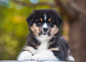 Australian Shepherd tricolor puppy in the park	