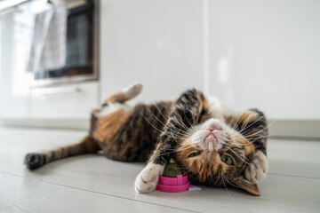 Playful cat having fun with catnip ball toy. Furry pets favourite pastime. Fluffy multicolour kitty wrinkles muzzle with pleasure lying on kitchen floor. Love house animals. Best for pets. - obrazy, fototapety, plakaty
