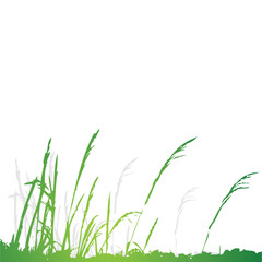 Fototapeta premium Grass silhouette green, summer background