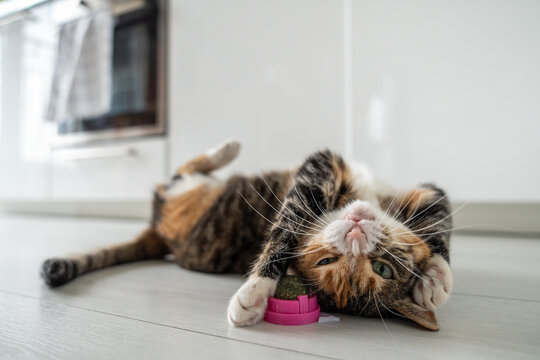 Playful cat having fun with catnip ball toy. Furry pets favourite pastime. Fluffy multicolour kitty wrinkles muzzle with pleasure lying on kitchen floor. Love house animals. Best for pets.