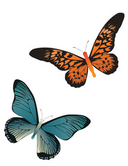 Fototapeta na wymiar two butterflies orange and blue color on white