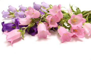 白背景のピンクと紫のカンパニュラ