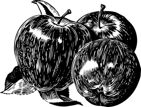 Vintage 1950s etched-style apples.  Detailed black and white from authentic hand-drawn scratchboard.